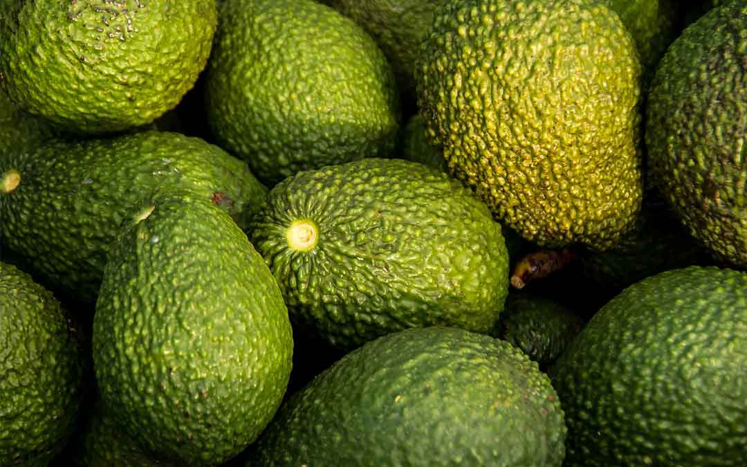 The case for growing your own avocados