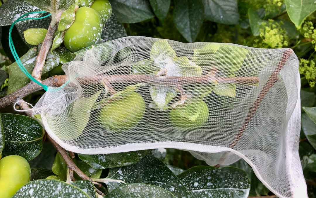 FREE mesh bags to prevent Queensland Fruit Fly attacking your fruit!