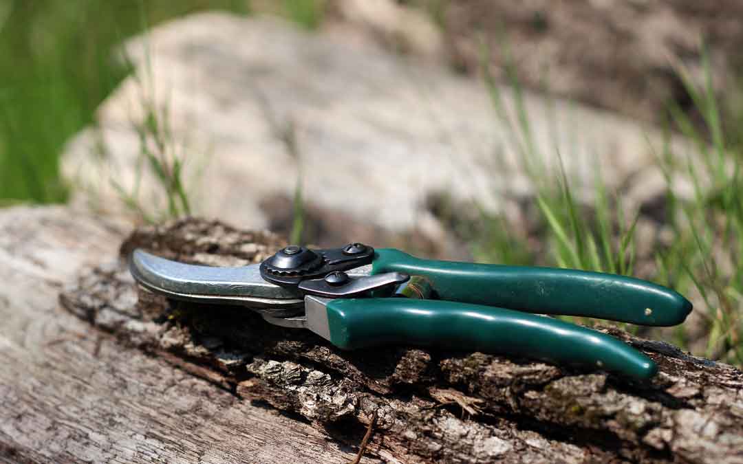 Summer pruning of fruit trees