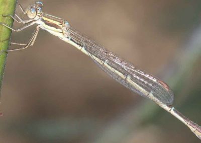 Slender Ringtail Dragonfly