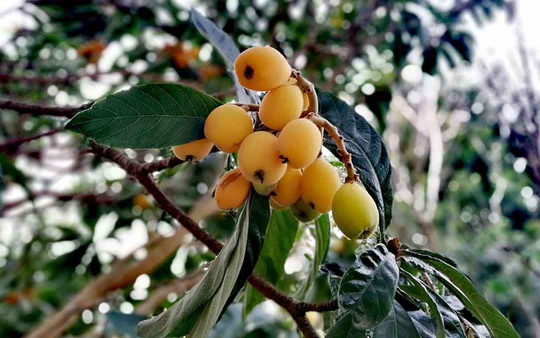 Remove unwanted fruit trees to help eliminate Queensland Fruit Fly