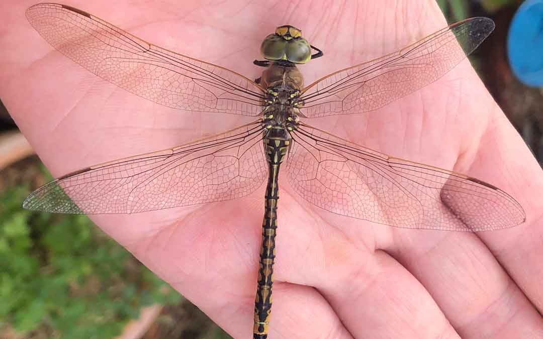 The magnificence of dragonflies Sustainable Macleod