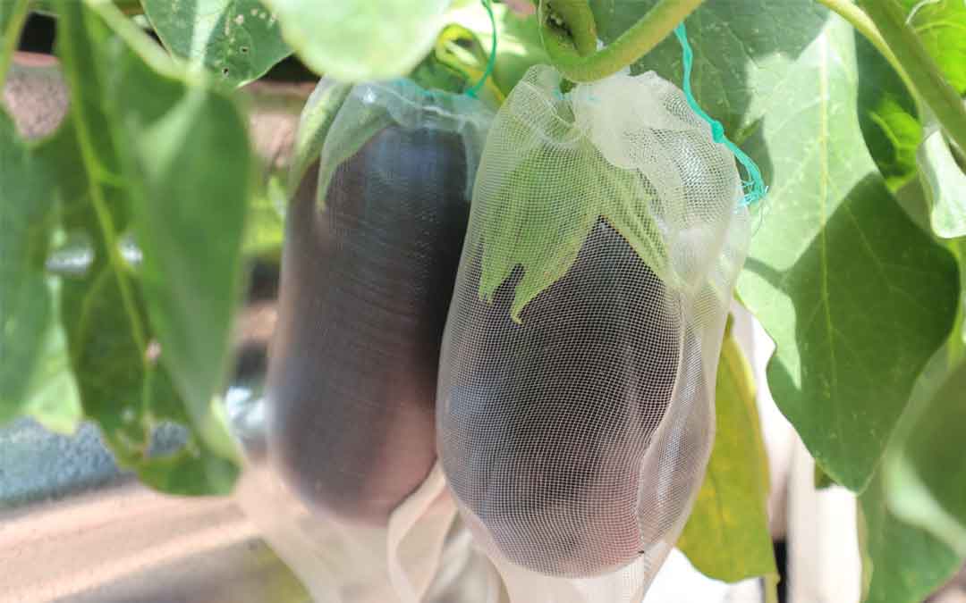 More tips for growing spectacular eggplants