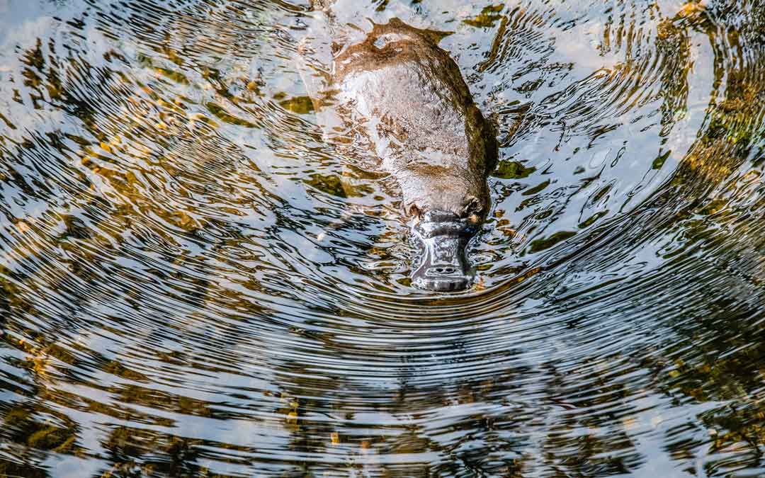 Great news – Banyule is developing a No Local Species Extinction plan!