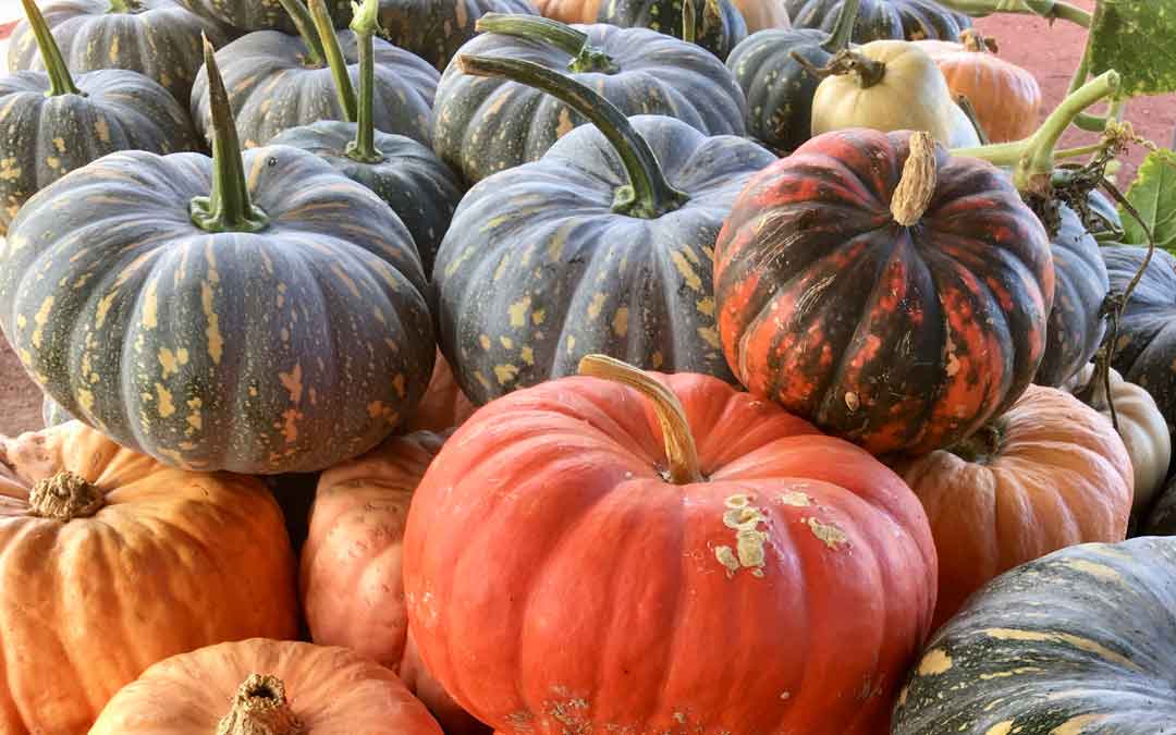 Harvesting, curing and storing pumpkins