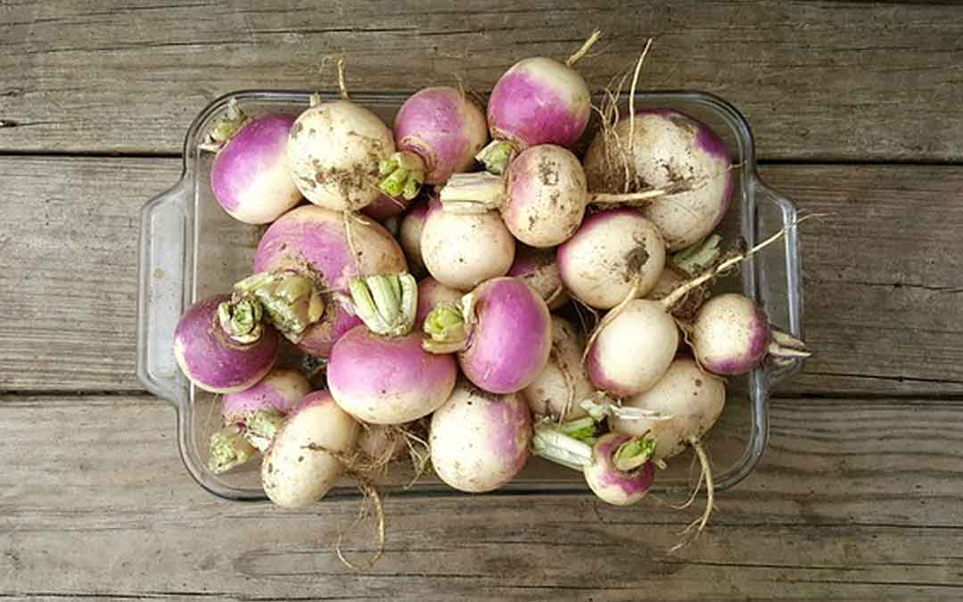 The under-rated turnip!