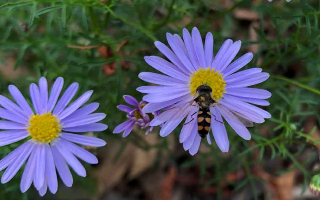 5 pretty purple local plants in Banyule