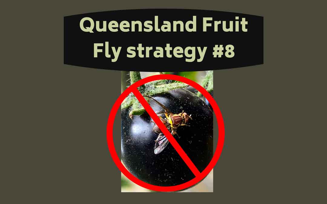 Queensland Fruit Fly blog #8