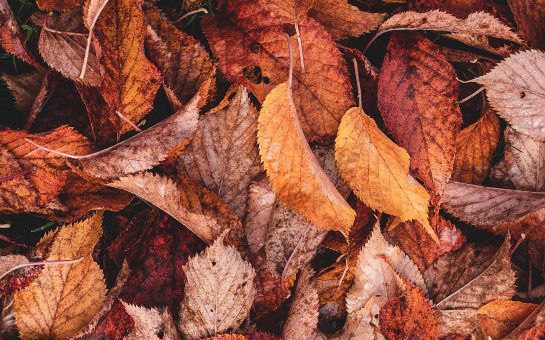 Preparing an autumn/winter vegie garden