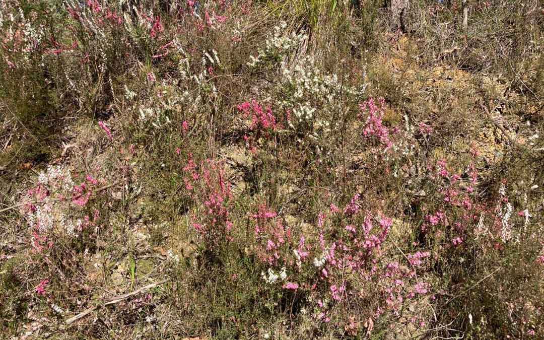 A pink, red and white spring show