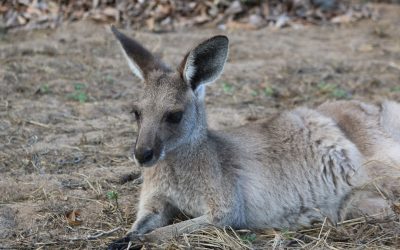 Shocking North East Link clearing & what to do if you hit a roo