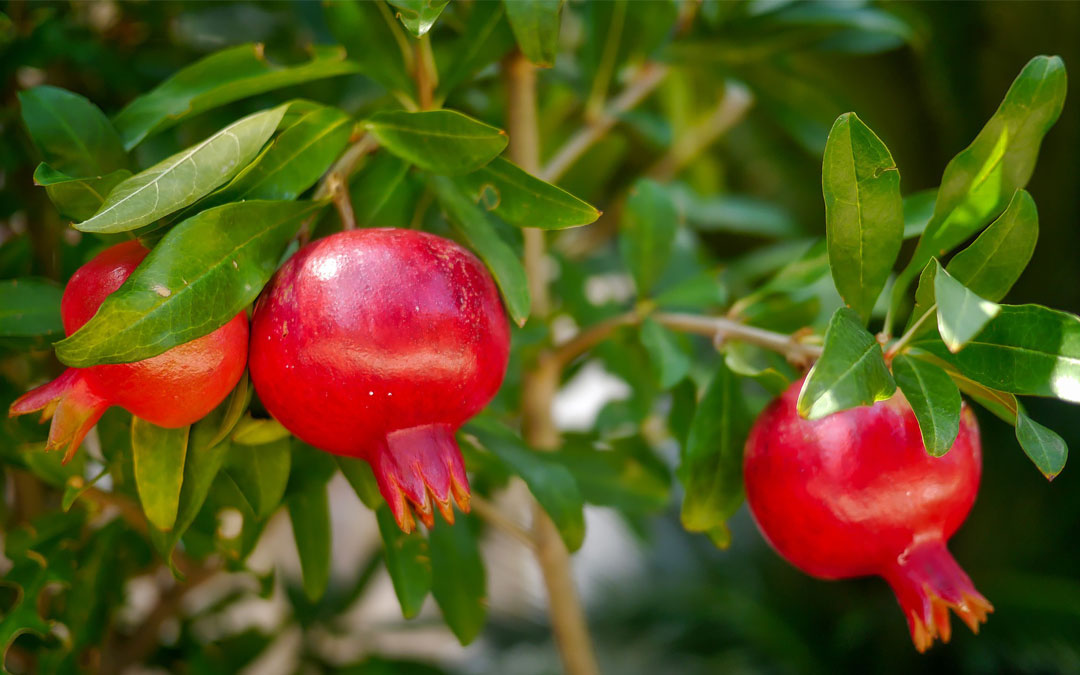 Plant a Pomegranate in Spring