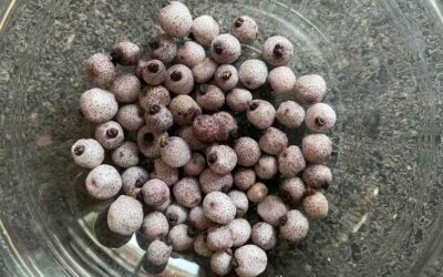 Midyim berry – an easy to grow Australian edible native