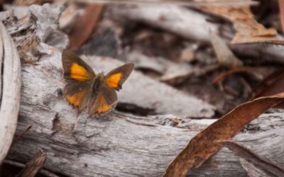 A rare flash of copper wings