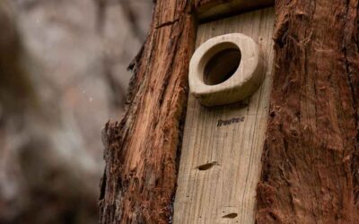 Creating hollows for wildlife with chainsaws