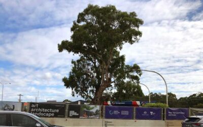 Bulleen River Red Gum to stay
