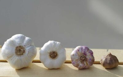 The shelf-life of garlic: choose cultivars to last year round