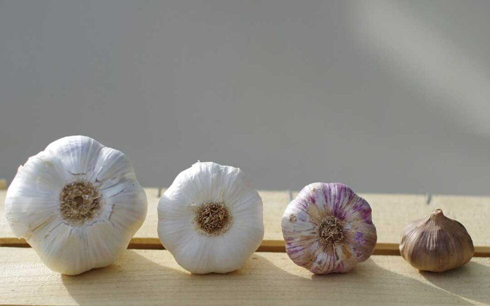 The shelflife of garlic choose cultivars to last year round