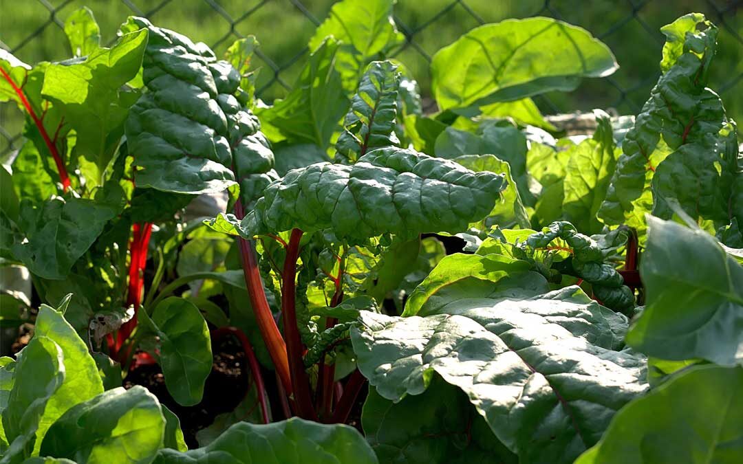 Silverbeet, spinach, Swiss chard, rainbow chard… what is the difference?