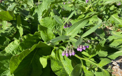 Comfrey