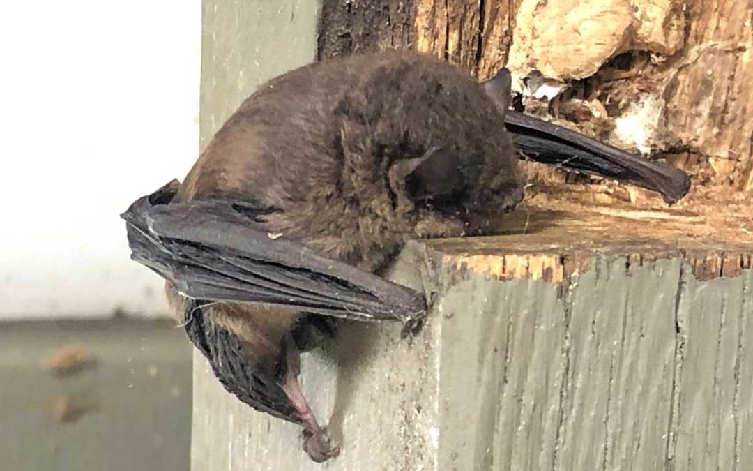 Microbats: nature’s answer to mosquito control
