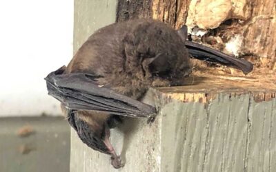 Microbats: nature’s answer to mosquito control