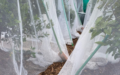 QFF success at the community garden!