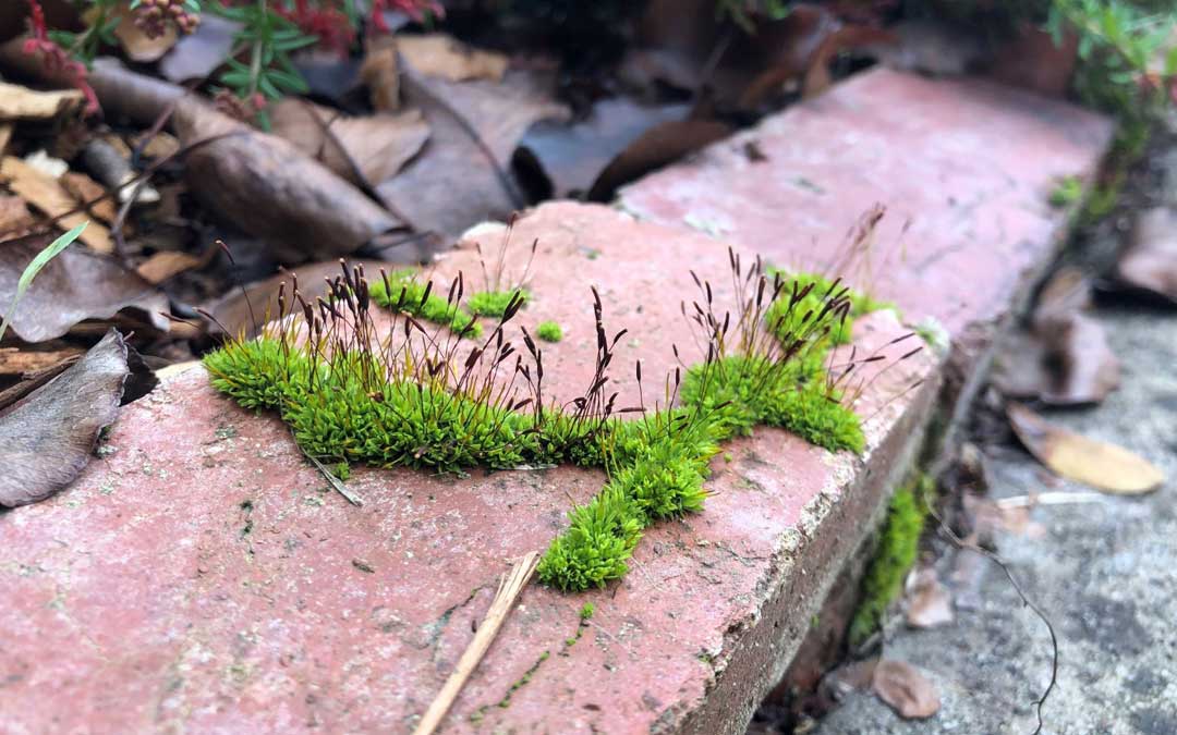 mosses plant