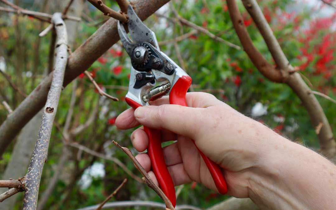 Pruning and care of fruit trees