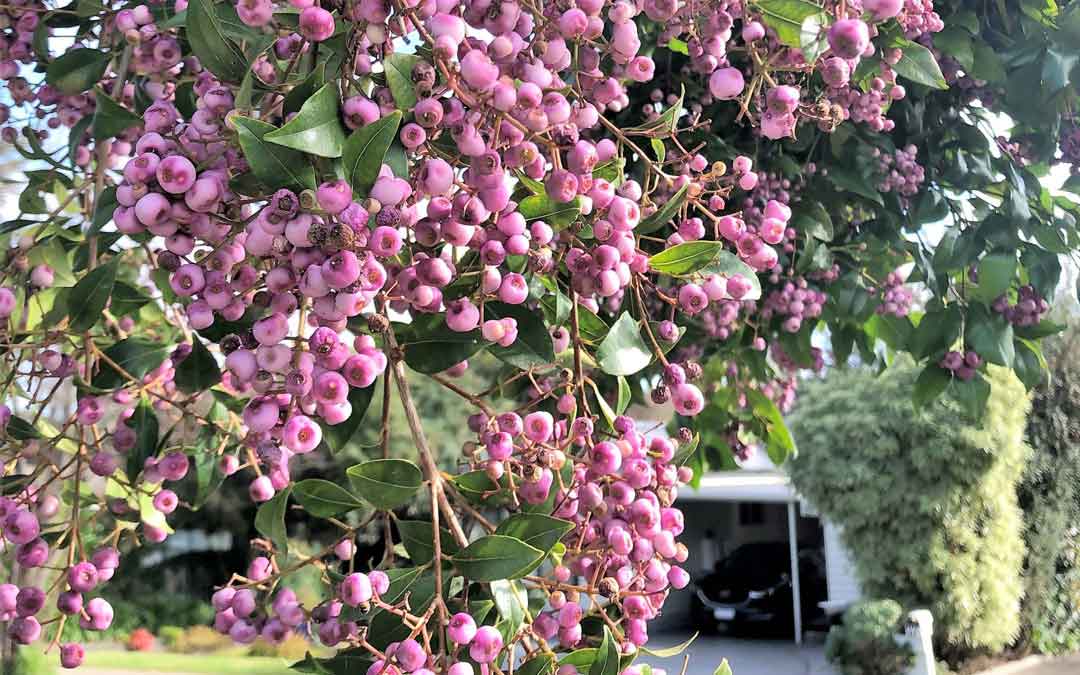 Tasty bushtucker treats around our streets - Sustainable Macleod