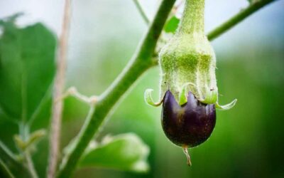 Buy eggplant, chilli and capsicum seedlings