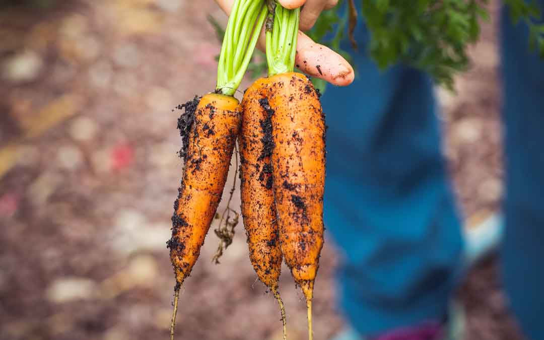 Hilling all root vegetables