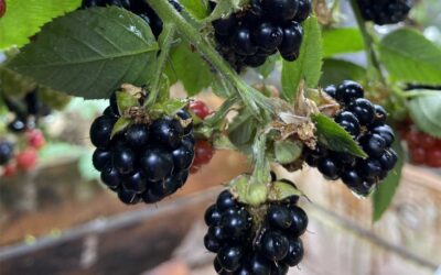 The joy of thornless berries