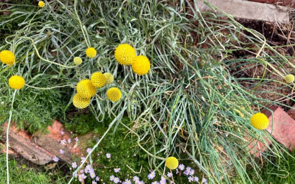 Five reasons why you should plant Billy Buttons - Sustainable Macleod