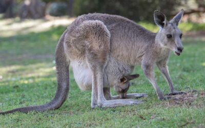 How much do you really know about eastern grey kangaroos?