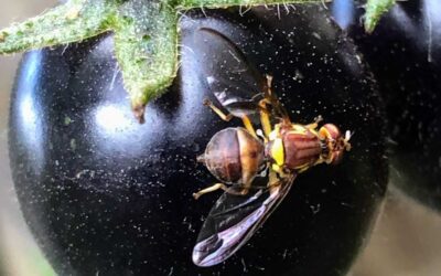 You CAN defeat Queensland Fruit Fly!