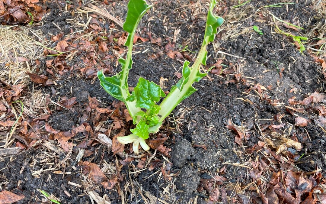 Possums raiding my vegie patch