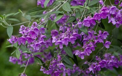 Native mint bush: A beautiful native alternative to a polygala