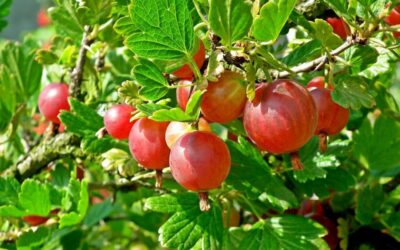 English gooseberries – rare and underrated!