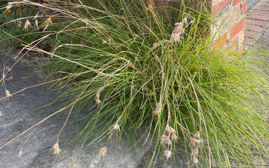 Indigenous grasses: summer blooms for your garden