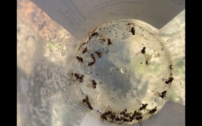 Queensland Fruit Fly alert – May