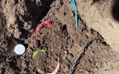 Contaminated Compost