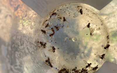 Queensland fruit fly alert – June