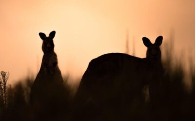 Virtual fencing to prevent wildlife roadkill: promising technology?