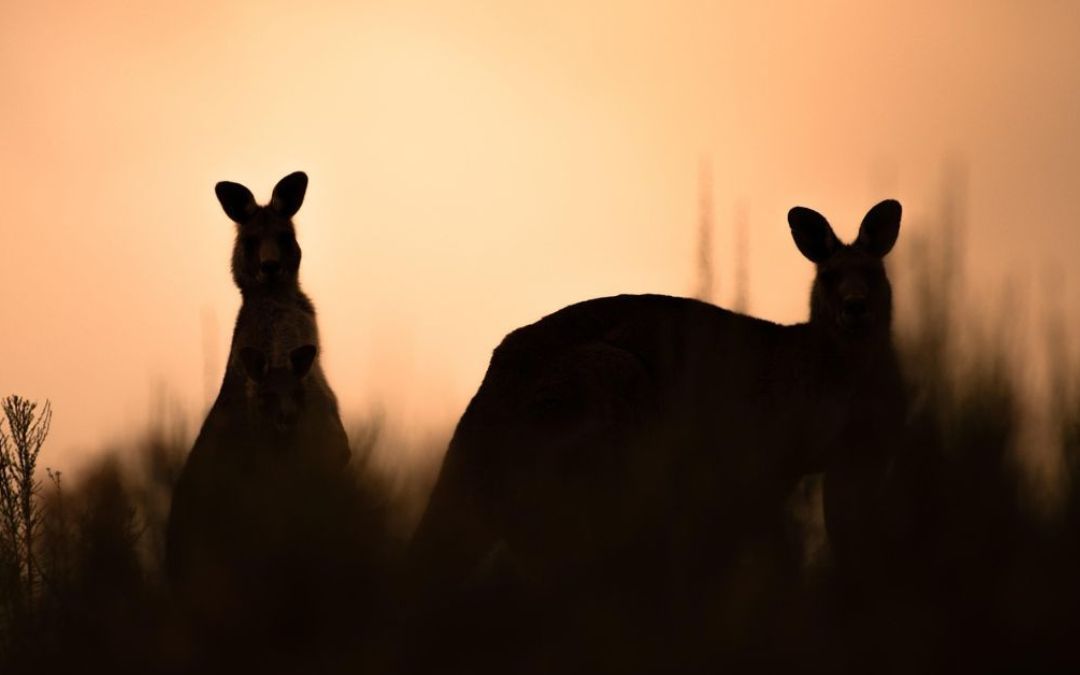 kangaroos Saving wildlife