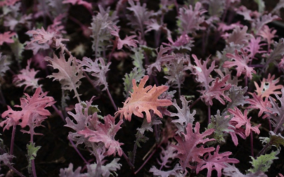 Captivating Kale