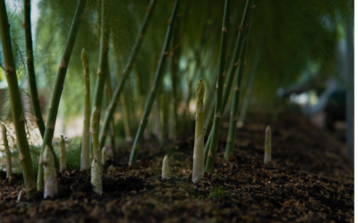 Prime time to plant a bed of asparagus