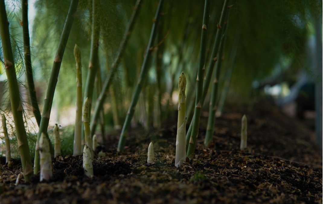 Prime time to plant a bed of asparagus