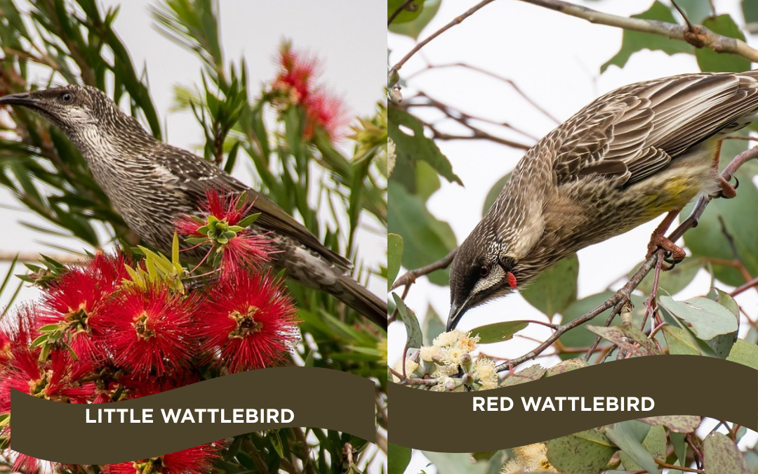 Which wattlebird is that?