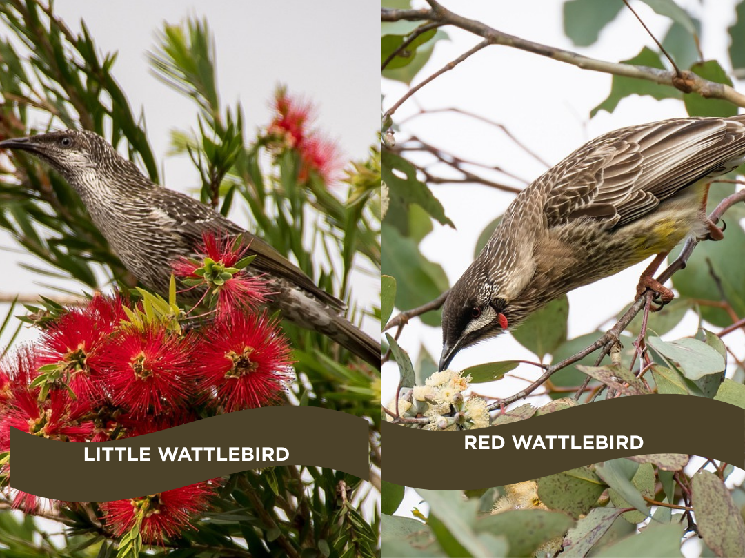 Wattlebirds